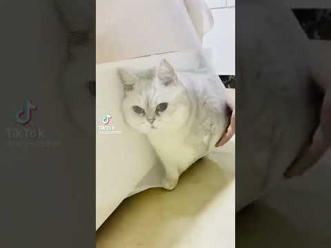 คลิปฮาๆน้องแมว - NO.2 #คลิปแมว #คลิปหมาน่ารัก