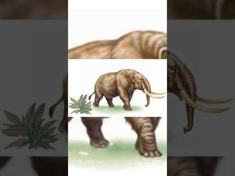 Mastodon