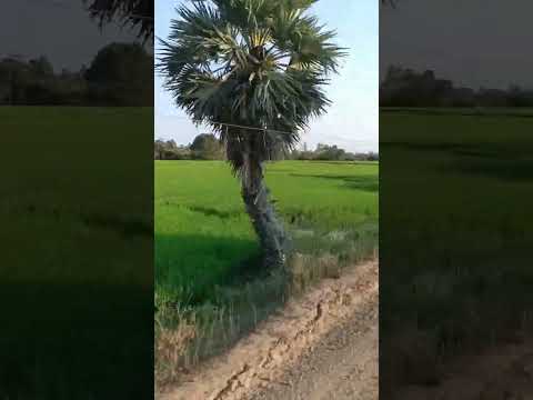 Azhagiya gramathil oru payanam 🍃🌿