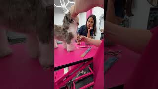 Pina shows a student learning scissor over comb how to handle those hard to reach areas.