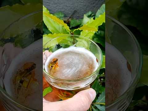 Gardeners Are Secretly Doing This With Beer