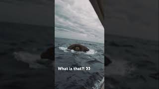 This is why I have Thalassophobia #shorts #viral #creature #cryptids #cryptozoology