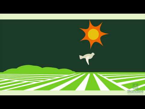 Why Premium Western Forage Instead of Horse Hay?