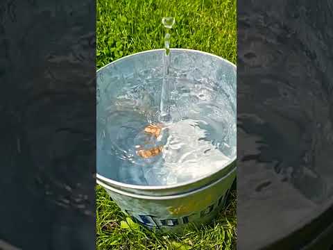 Cum să faci dintr-o nuca un copăcel! 🇹🇩🌍☀️💧 #alimentațiesănătoasă #diy #ecologie #grădină