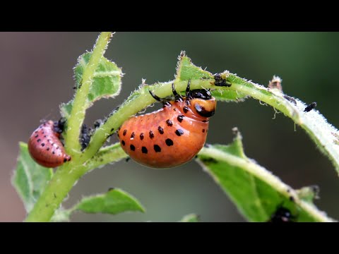 Give me 1 minute and you'll get rid of all the insects in the garden.
