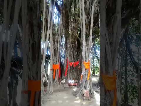 Vishal kaay bargad ka ped