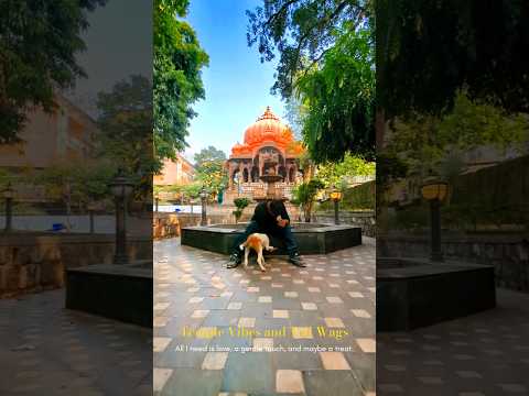 Temple Serenity Meets Furry Friend 🐾 #dogs #ytshorts #shortsfeed #templeheritage