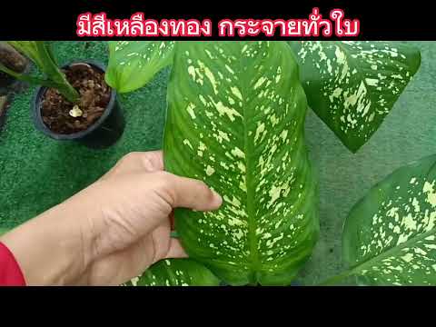 ต้นสาวน้อย100ชั่ง Dieffenbachia Little Girl