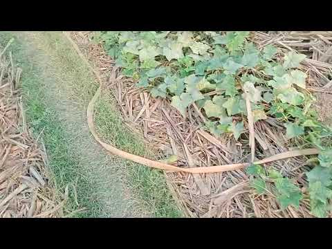 My vlog No 8