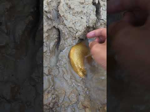 l there is gold embedded in the river #goldhunter #goldsearch