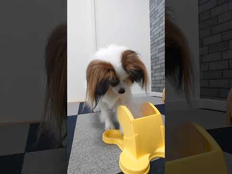 でるでる自販機やってみたパピヨン犬 #パピヨン #犬のいる生活 #でるでる自販機