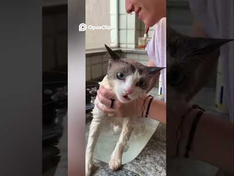 Cats and unconditional love