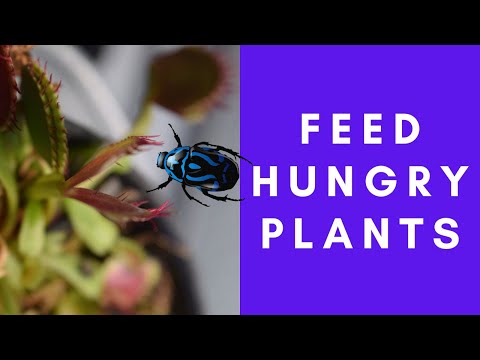 How to Feed Dead Bugs to a Venus Flytrap - Live Feeding Demonstration