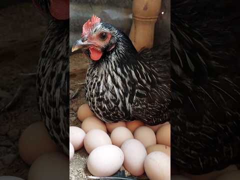 This chicken is an egg-laying machine #chicken #egglaying #buhayprobinsya #youtubeshorts