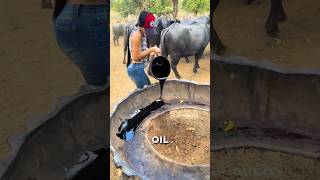 Why Farmers Feed Molasses to Cows