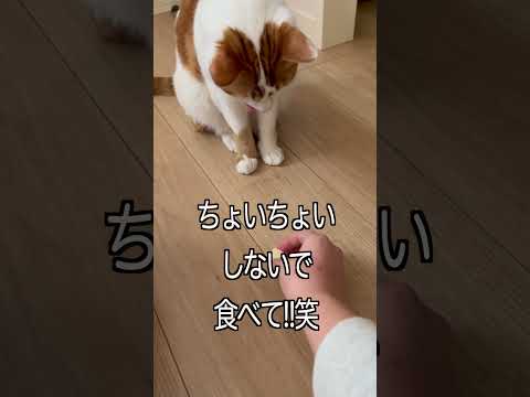 おやつを食べない猫 vs 食べさせたい人間　#shorts  #cat