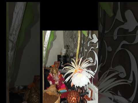 A Brahmakamal blooms at my home 🏠😍