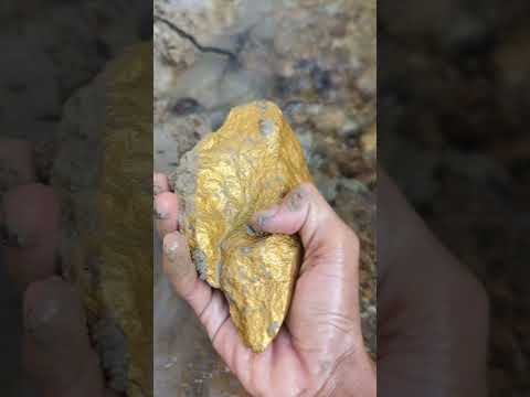 gold digging in the river found a large gold mine #goldhunter #minergold
