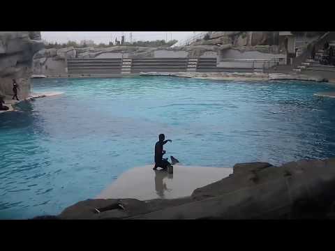 2012-04-08 OLTREMARE_delfini.MP4