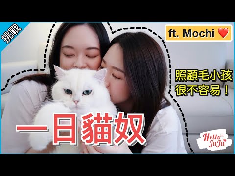 新手貓保母照顧毛小孩一天！在加拿大當一日貓奴，超可愛英短貓被我弄到厭世｜HelloJuJu