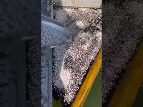 OiLock PPTH-1 Granules: Efficient Solution for Oil Spill Treatment on Water Surfaces