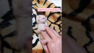 #kitten #tinykitten #kittenrescue Our tiny kitten who loved belly rubs