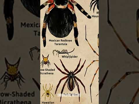 Types Of Spider | Part- 5 #shorts #scary #spider