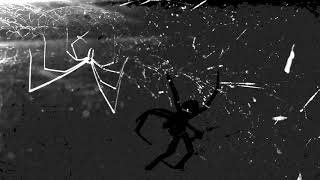 The Soft Moon  - Tiny Spiders (Official Video)