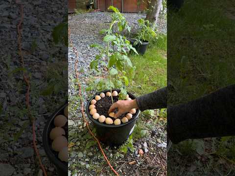 How to use eggshells in the garden #gardening #gardeningtips #garden #eggshells #shorts #tips