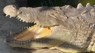 Killer Crocodile Attacks!