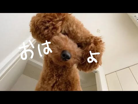 トイプードルに起こされる朝から始まる【1日密着Vlog】