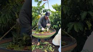 coffee harvesting process #caffe #coffe #farming