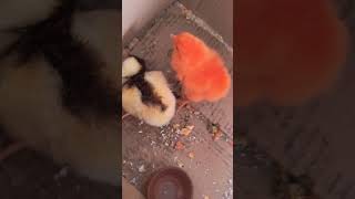 colorful hen #song #newsong #hindisong #coversong #competition #motivation #exam #uppet