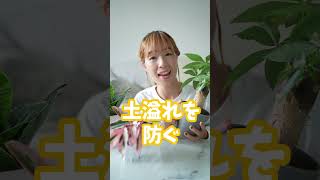 【水やりがグンと楽になる方法】スキマを作って土こぼれを防ぐ！ #植物のある暮らし #インテリアグリーン #観葉植物 #観葉植物のある暮らし #観葉植物初心者 #観葉植物育て方