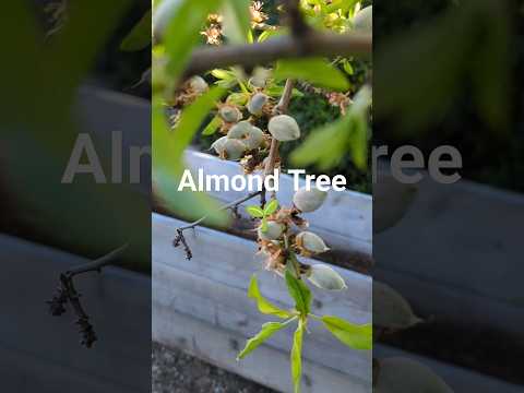 Almond sprouts in my backyard l Spring l ബദാം വൃക്ഷം l  l San Jose, California #usamalayali #kerala