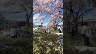 Spring vlog in Portland🌸 #portlandlife #springvlog #moroccanfood #pdx