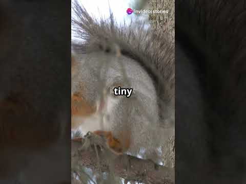 Sammy's Moonlight Mischief #SquirrelMoonAdventure