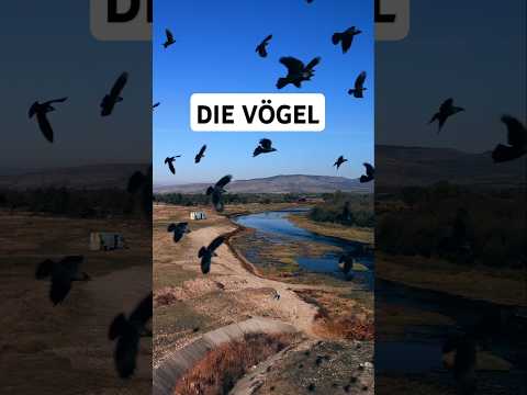 Drohne im Vogelschwarm 🕊🕊🕊🕊🕊🕊 #rumänien