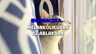 Idegmacska - Melankólikusan az ablakban