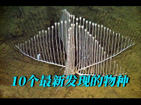 10個最新發現的物種