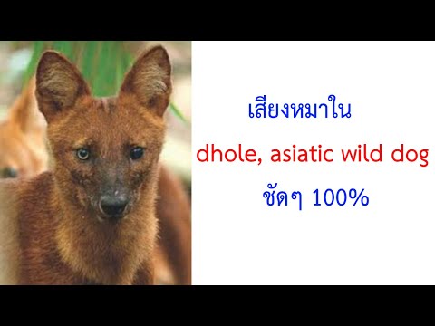 เสียงหมาใน หมาป่าขนแดง dhole, asiatic wild dog ชัดๆ 2021