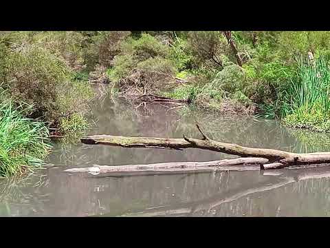 Melbourne  Blackburn Lake