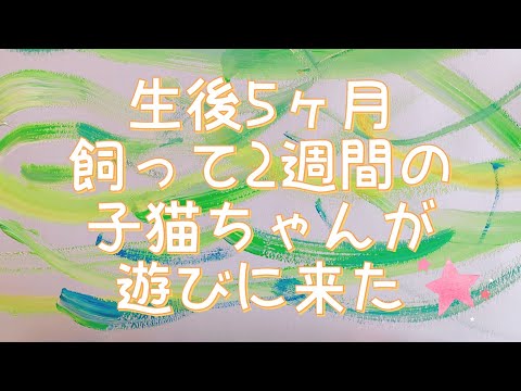 生後5ヶ月、飼ってから2週間の子猫ちゃん♪あずきチャンがサロンに遊びに来たよー♪