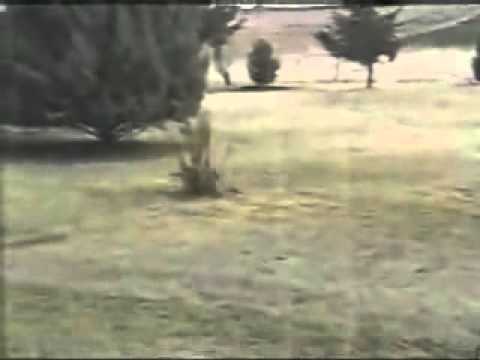 Rabbit chasing a big snake must see video