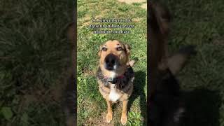 What You Need to Know About Senior Dogs & Cancer #shorts