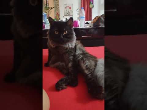 Ballet Dancer Cat😂😂😂😂