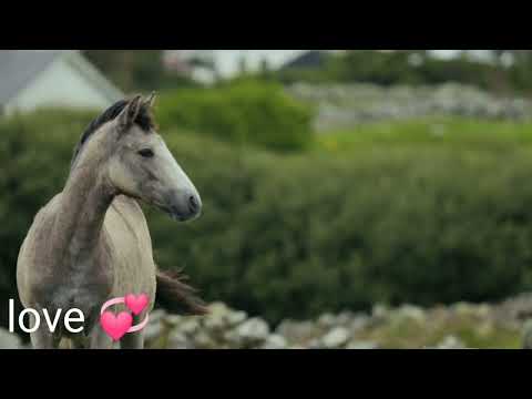 animALS video FOR KIDS 2022  ,RHYMES FOR KIDS