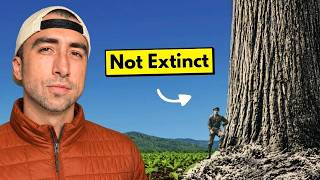 America's Giant Trees Are Coming Back