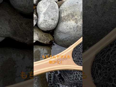 北海道！渓流餌釣り！ウグイじゃないことを早く言いたい！♯北海道♯渓流釣り♯渓流餌釣り♯ヤマメ♯ウグイ♯延べ竿