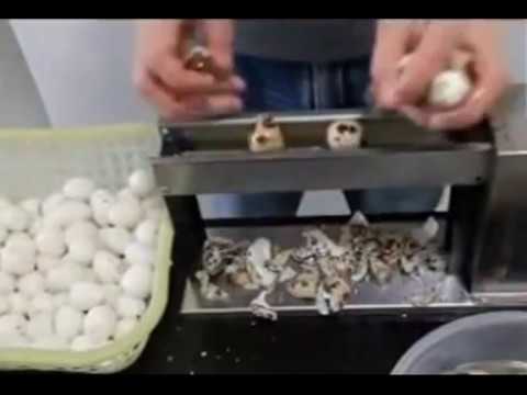 Electric Quail Egg Peeler / Egg Sheller